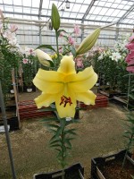 [4560 VH36 No01.JPG]